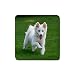 American Eskimo Rubber Square Coaster (4 pack)