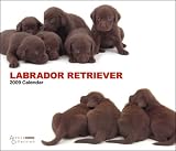 2009 Labrador Retrievers ARTLIST Deluxe Wall Calendar (Artlist Collection Dog Image)
