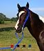 Western Poly Browband Headstall Set w/Reins Blue