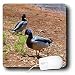 WhiteOak Photography Animal Prints - Mallards with blue in head area - Mouse Pads