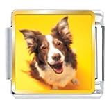 Border Collie Dog Animal Photo Italian Charms Bracelet Link