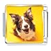 Border Collie Dog Animal Photo Italian Charms Bracelet Link