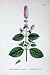 Botany Plant C1902 Blunt-Spiked Mint Mentha Herb Flower