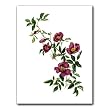 Wild Rose - Gift Enclosure Cards (set of 12)