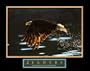 Leaders: Bald Eagle Art Poster Print, 28x22