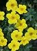 Happy Face Bush Cinquefoil - Potentilla - Flowering Shrub - Proven Winners