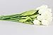10pcs Wholesale Tulip Flower Latex Real Touch for Wedding Bouquet Decor Flowers (KC451 White Tulip)