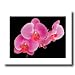 Pink Orchid Flowers Wall Decor Contemporary Picture Art Print