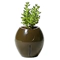 Grobal Baby Self-Watering Pot - Earth