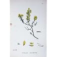 BOTANY PLANTS c1902 HAIRY GREEN WOOD GENISTA PILOSA