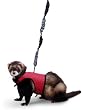 Super Pet Ferret Comfort Harness and Stretchy Medium Leash, Colors Vary