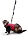 Super Pet Ferret Comfort Harness and Stretchy Medium Leash, Colors Vary