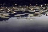 1952 Pond Ecology & Marine Biology Film DVD: Classic Water Ponds Ecology Video of Pond Plants & Animals w/ Ducks, Frogs, Toads, Turtles, Insects, Birds & Lily Pad Dragonfly Bugs