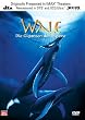 Wale - Giganten der Meere