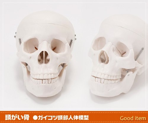 头盖骨模型 头部ガイコツ人体模型 学校用教材