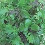 'Speedy Mix' Salad Leaves - 1000 Seeds