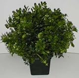 16 INDOOR/OUTDOOR Boxwood