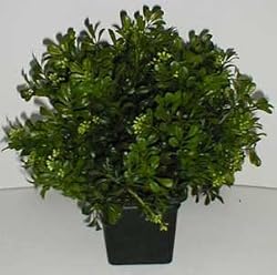 16" INDOOR/OUTDOOR Boxwood