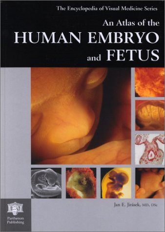 Development Of Fetus