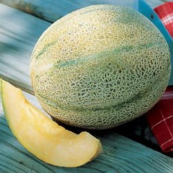 Honeydew Seeds - Melon Park's Honeymoon Hybrid