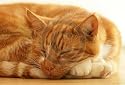 ginger tom cat sleeping fridge magnet