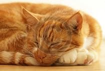 ginger tom cat sleeping fridge magnet