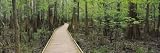 Boardwalk Passing through a Forest, Congaree National Park, South Carolina, USA Photographic Poster Print by Panoramic Images, 120x40