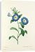 Canvas Prints of Liseron Convolvulus tricolor from Royal Horticultural Society