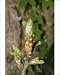 Photographic Prints of Oak Tree from Ardea Wildlife Pets