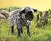 FOLKMANIS BLACK SHEEP PUPPET
