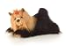 Aurora Plush Silky the 12-Inch Yorkshire Terrier