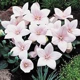 Balloon Flower Seeds - Balloon Flower Astra Pink
