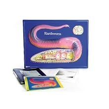 American Educational Earthworm Model Activity Set