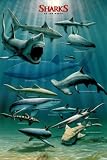 Professionally Plaqued Sharks of the World Art Print Poster - 25x37 with RichAndFramous Black WoodMounting