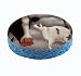 Cow and Cat Unique Kitchen Sponge