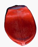 Replacement Bladder Speedbag