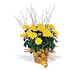 Teleflora's Yellow Hope Chrysanthemum