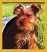 yorkshire_terrier18yorkshire terrier - Yorkshire Terrier Puppy Bookmark