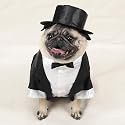 Casual Canine Dog Tuxedo - Dog Costume - Small