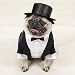 Casual Canine Dog Tuxedo - Dog Costume - Small