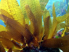 北海道函馆产がごめ昆布送料无料 北海道函馆