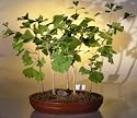 Bonsai Boy's Ginkgo Bonsai Tree<br><i>(ginkgo biloba)</i>
