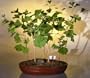 Bonsai Boy's Ginkgo Bonsai Tree ginkgo biloba