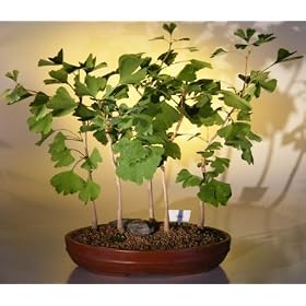 Bonsai Boy's Ginkgo Bonsai Tree ginkgo biloba