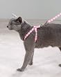 Luxury Lace Cat Harness w/Matching Lead