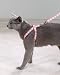 East Side Collection Luxury Lace Cat Harness w/Matching Lead