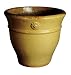 Small Cyprus Pot Corn
