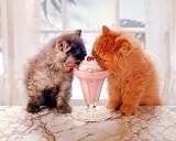 Cute Kittens Eating Ice Cream Cat Art Poster Print - 20