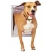 PetSafe Classic Pet Door, Large, Satin