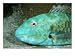 Close View of a Redtail Parrotfish Photographic Poster Print by Wolcott Henry, 24x18 Image